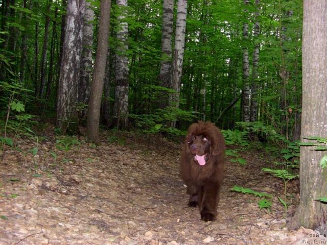 Фото: ньюфаундленд Бархатка Роскошная