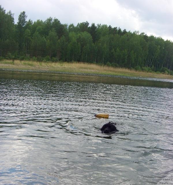 Фото: ньюфаундленд Барышня