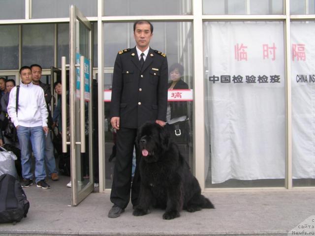 Фото: ньюфаундленд Его Высочество от Сибирского Медведя (Ego Vysochestvo ot Sibirskogo Medvedja)