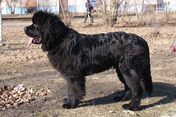 Фото: ньюфаундленд Супер Премиум Европейский Вариант