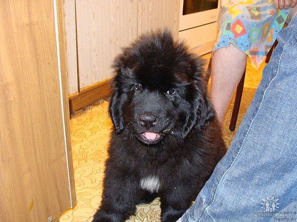 Фото: ньюфаундленд Супер Премиум Европейский Вариант