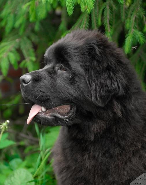 Фотография № 43350