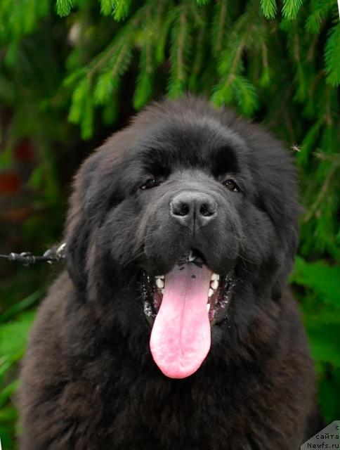 Фотография № 43354