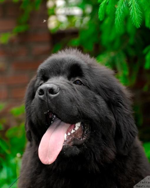 Фото: ньюфаундленд Акватория Келвин Королева Марго