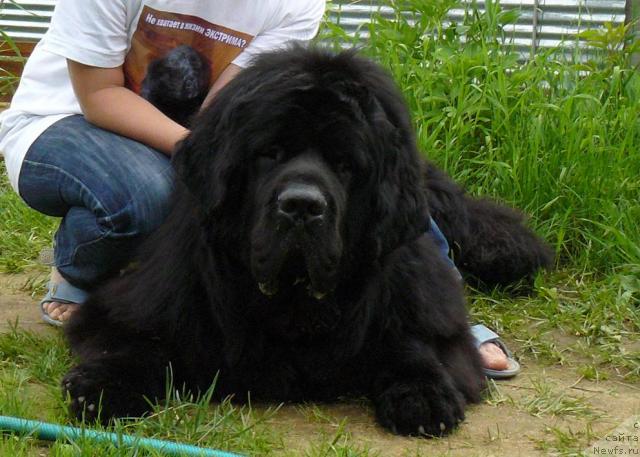 Фото: ньюфаундленд Пчёлкин Дом Восторг Души (Pchiolkin Dom Vostorg Dushi)