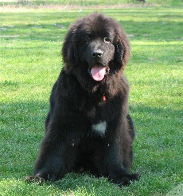 Фото: ньюфаундленд Кипер Соул Долгожданный Миша