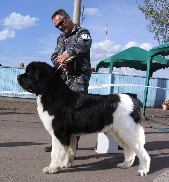 Фото: ньюфаундленд Ласковый Бриз из Тихого Омута (Laskovy Breeze iz Tihogo Omuta)