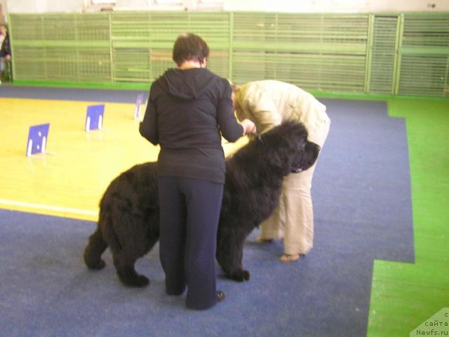 Фото: ньюфаундленд Жанр Эксклюзив из Медвежьего Яра