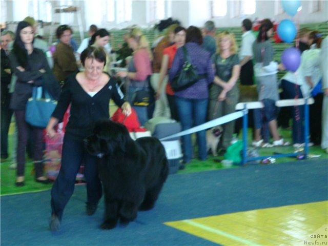 Фото: ньюфаундленд Жанр Эксклюзив из Медвежьего Яра