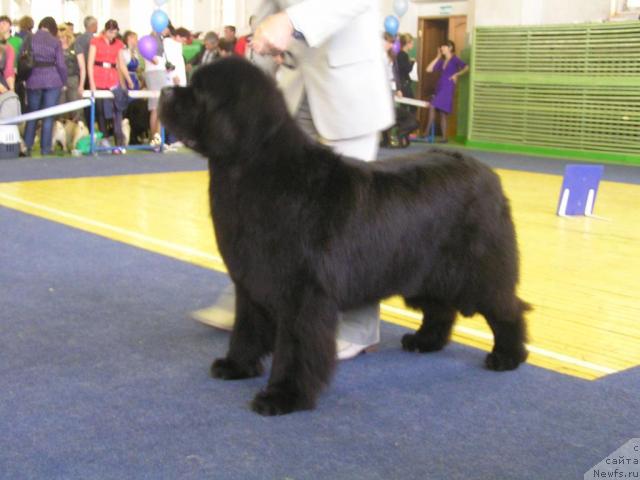 Фото: ньюфаундленд Его Высочество от Сибирского Медведя (Ego Vysochestvo ot Sibirskogo Medvedja)
