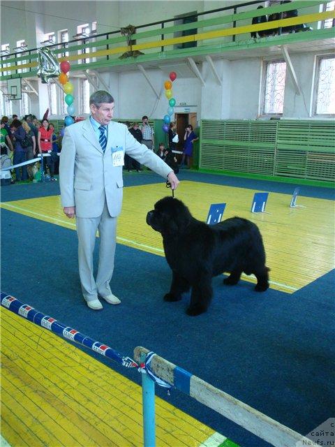 Фото: ньюфаундленд Его Высочество от Сибирского Медведя (Ego Vysochestvo ot Sibirskogo Medvedja)