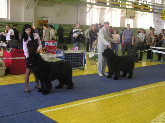Фото: ньюфаундленд Сент Джонс Роллекс (Sent Djons Rollex), ньюфаундленд Его Высочество от Сибирского Медведя (Ego Vysochestvo ot Sibirskogo Medvedja)