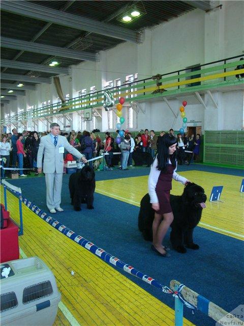 Фото: ньюфаундленд Сент Джонс Роллекс (Sent Djons Rollex), ньюфаундленд Его Высочество от Сибирского Медведя (Ego Vysochestvo ot Sibirskogo Medvedja)