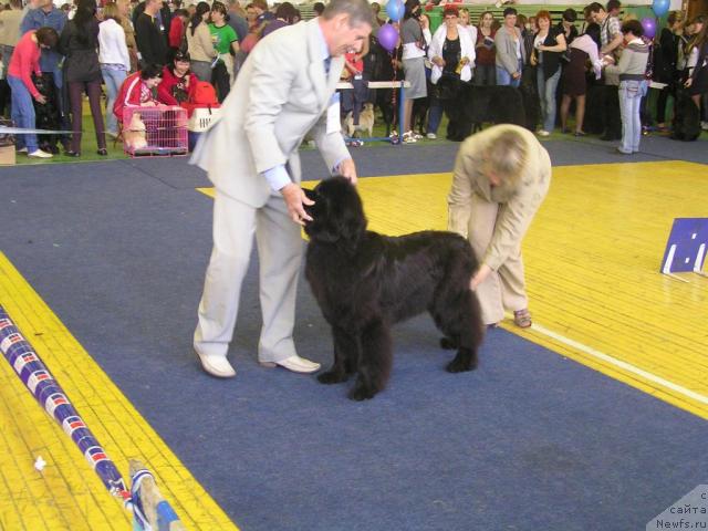 Фото: ньюфаундленд Интерио Соури из Медвежьего Яра (Interio Souri iz Medvejyego Yara), Юрий Рахтиенко