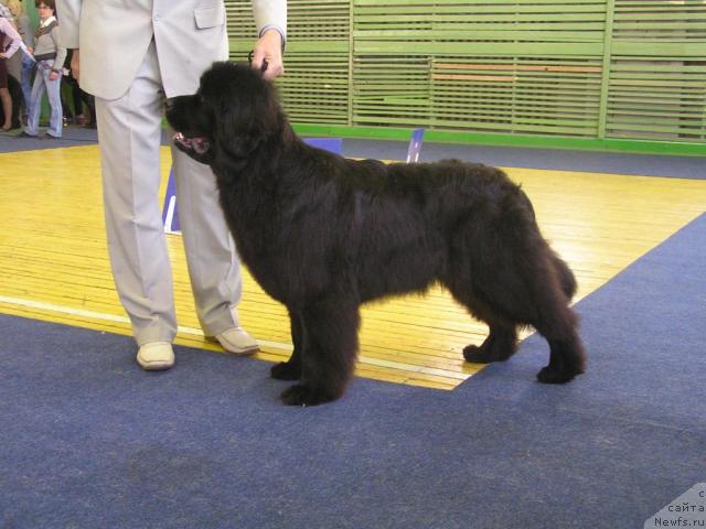 Фото: ньюфаундленд Интерио Соури из Медвежьего Яра (Interio Souri iz Medvejyego Yara)