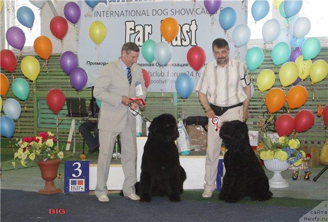 Фото: ньюфаундленд Его Высочество от Сибирского Медведя (Ego Vysochestvo ot Sibirskogo Medvedja), Юрий Рахтиенко