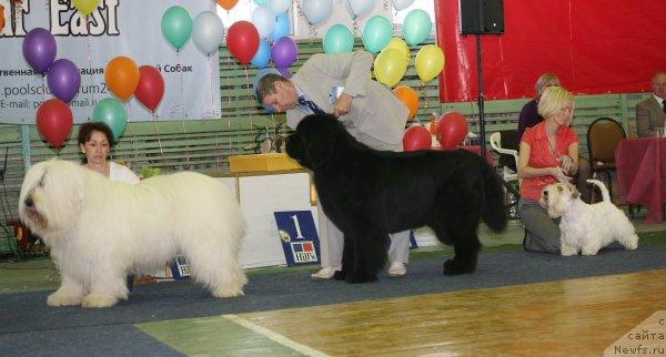 Фото: ньюфаундленд Его Высочество от Сибирского Медведя (Ego Vysochestvo ot Sibirskogo Medvedja)