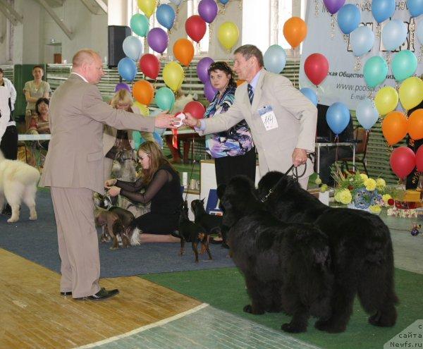 Фото: ньюфаундленд Интерио Соури из Медвежьего Яра (Interio Souri iz Medvejyego Yara), ньюфаундленд Его Высочество от Сибирского Медведя (Ego Vysochestvo ot Sibirskogo Medvedja)
