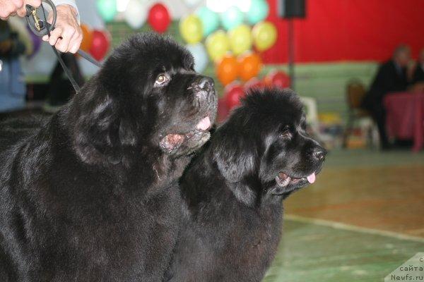 Фото: ньюфаундленд Интерио Соури из Медвежьего Яра (Interio Souri iz Medvejyego Yara), ньюфаундленд Его Высочество от Сибирского Медведя (Ego Vysochestvo ot Sibirskogo Medvedja)