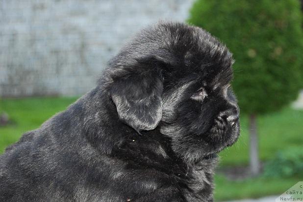 Фотография № 43398