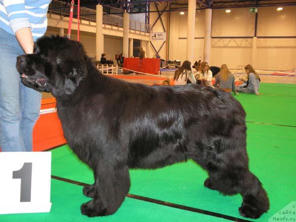 Фото: ньюфаундленд Юнспотид Хай Из Медвежьего Яра (Yunspotid Hay iz Medvejyego Yara)