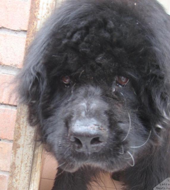 Фото: ньюфаундленд Гера Блэк Вальян (Gera Black Valian)