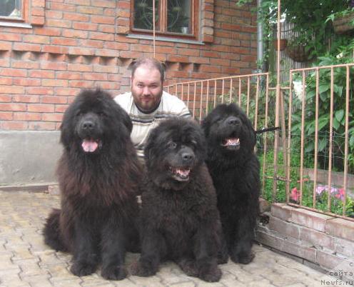 Фото: ньюфаундленд Жемчужина Ростова с Берега Дона (Zhemchuzhina Rostova s Berega Dona), ньюфаундленд Императрица, ньюфаундленд Дуняша с Берега Дона (Dunyasha s Berega Dona), Кирил Ермаков