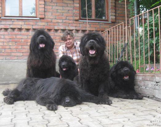 Фото: ньюфаундленд Жемчужина Ростова с Берега Дона (Zhemchuzhina Rostova s Berega Dona), ньюфаундленд Ростовчанка с Берега Дона (Rostovchanka s Berega Dona), ньюфаундленд Императрица, ньюфаундленд Дуняша с Берега Дона (Dunyasha s Berega Dona), ньюфаундленд Гера Блэк Вальян (Gera Black Valian), Наталья Татаринова