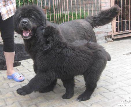 Фото: ньюфаундленд Императрица, ньюфаундленд Ростовчанка с Берега Дона (Rostovchanka s Berega Dona)