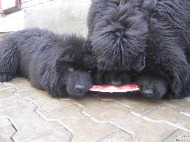 Фото: ньюфаундленд Разгуляй с Берега Дона (Razguljaj s Berega Dona), ньюфаундленд Ростовчанка с Берега Дона (Rostovchanka s Berega Dona), ньюфаундленд Радосвет с Берега Дона (Radosvet s Berega Dona)