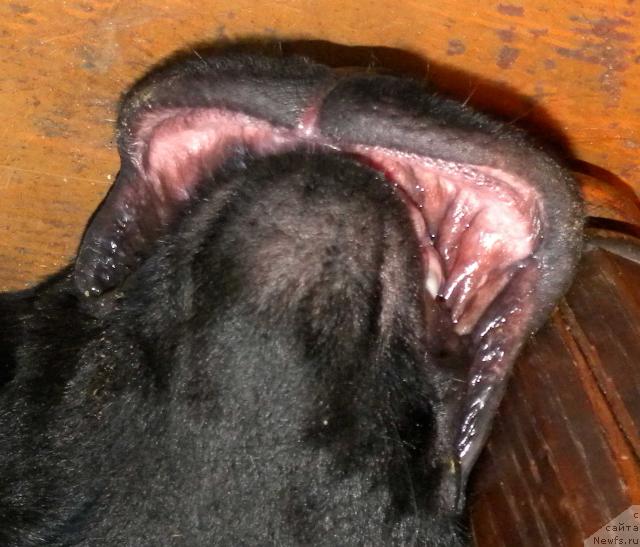 Фотография № 43415