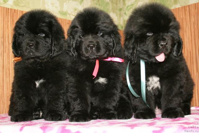 Фото: Бегущая по волнам Харизма, Хэнд Мэйд, Хаста ла Виста