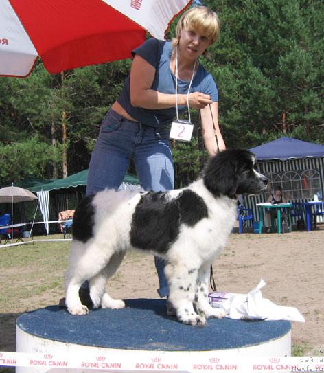 Фото: ньюфаундленд Маг Исполин Калиостро