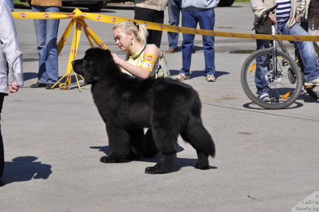 Фото: ньюфаундленд Блэк Диамонд Агидель от Потапа Стефани (Black Diamond Agidel ot Potapa Stefani), Александра Ивашова