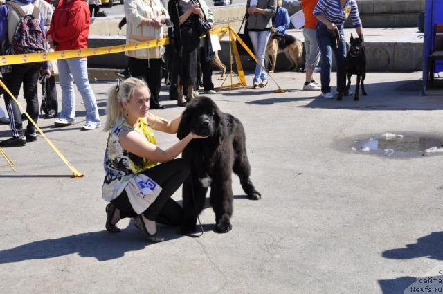 Фото: ньюфаундленд Блэк Диамонд Агидель от Потапа Стефани (Black Diamond Agidel ot Potapa Stefani), Александра Ивашова