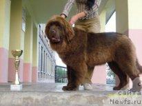 Фото: сын, ньюфаундленд Услада из Золотого Треугольника