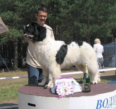 Фото: ньюфаундленд Супер Бизон Батон