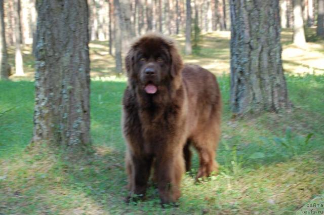 Фото: ньюфаундленд Newettas Vanessa