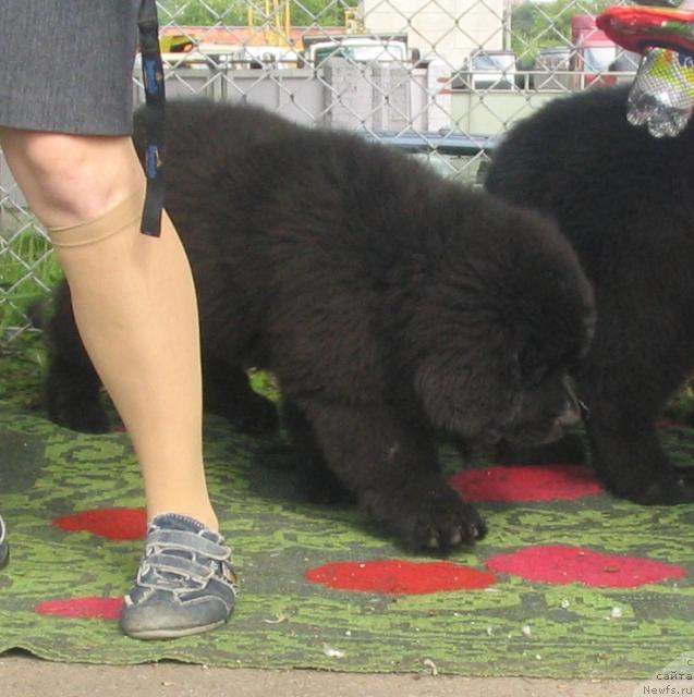 Фото: Дети, ньюфаундленд Midnight Lady's Voodoo Priest, и, ньюфаундленд Butterfly from Giant's Island