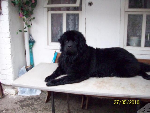 Фото: ньюфаундленд Цесарь Нельсон Тайгер Блек