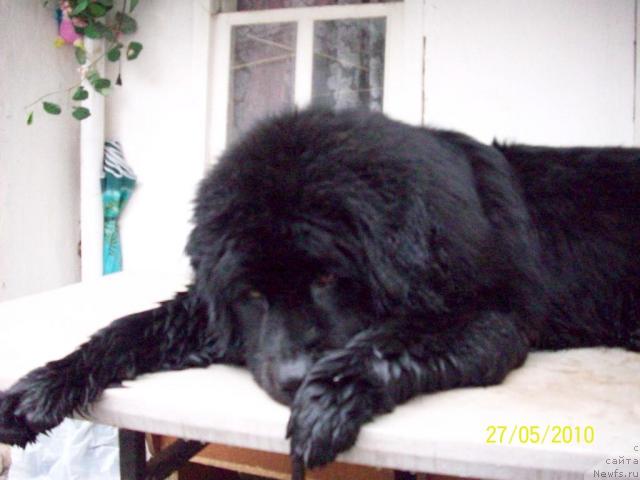 Фото: ньюфаундленд Цесарь Нельсон Тайгер Блек