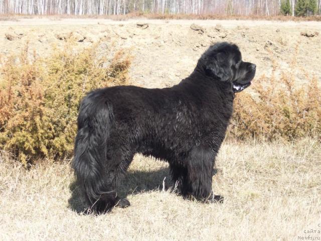 Фото: ньюфаундленд Ярада из Сибирской Глубинки (Yarada iz Sibirskoy Glubinki)