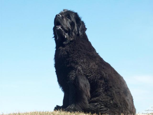 Фото: ньюфаундленд Ярада из Сибирской Глубинки (Yarada iz Sibirskoy Glubinki)
