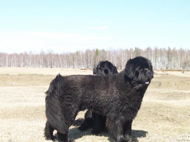 Фото: ньюфаундленд Карат из Медвежьего Яра (Karat iz Medvejyego Yara)