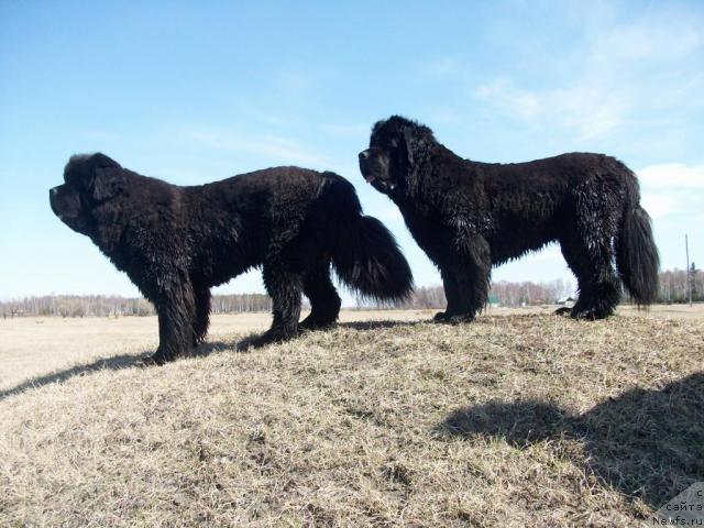 Фото: ньюфаундленд Ярада из Сибирской Глубинки (Yarada iz Sibirskoy Glubinki)