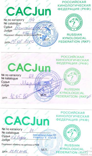 Фото: ньюфаундленд Цесарь Нельсон Тайгер Блек