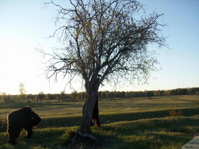 Фото: ньюфаундленд Ярада из Сибирской Глубинки (Yarada iz Sibirskoy Glubinki)