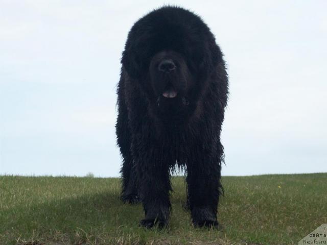Фото: ньюфаундленд Карат из Медвежьего Яра (Karat iz Medvejyego Yara)