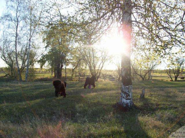 Фото: ньюфаундленд Ярада из Сибирской Глубинки (Yarada iz Sibirskoy Glubinki)