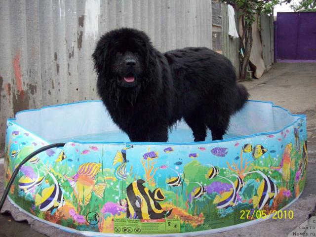 Фото: ньюфаундленд Цесарь Нельсон Тайгер Блек